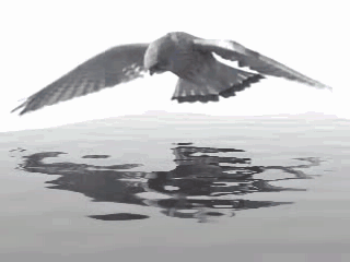 Reflections of a bird hovering over the water looking for little fish to feed it's babies