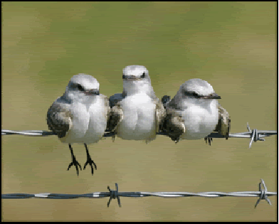Little animation of birds chillin' on a barbed wire fence