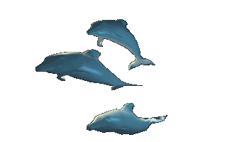 Three animated bottle nose dolphins swimming toward you