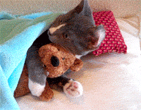Cute little animated kitty cat cuddling up with it's favorite Teddy bear for a kitty cat nap