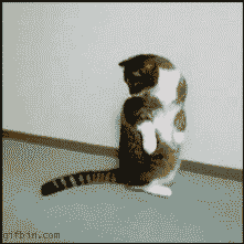 Animated gif cat catching tail moving-picture