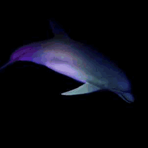 Animated gif clip art of dolphin swimming underwater