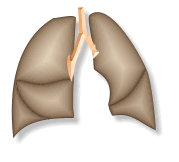 Animated gif lungs picture moving