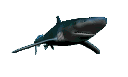 Animated shark swimming moving picture