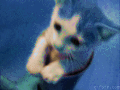 Altered Pringle cat pictures in sync to the beat of "Blue" in "BLUE"