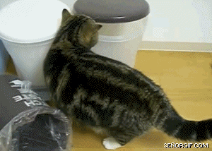 Ah this looks like a pretty good place to "go" Animated clip of cat climbing into garbage can