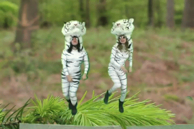 Gif animation of two girls dressed in tiger costumes dancing on a pine tree branch
