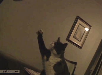 Moving animated picture of cat fist bump