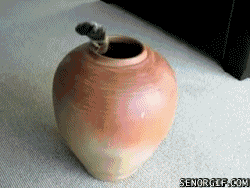 Moving-animated-picture-of-cat-in-a-pot.gif