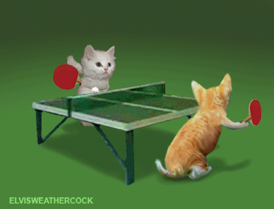 Moving animated picture of cute young little kittens playing ping pong
