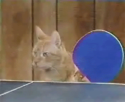 Moving animated picture of kitties playing ping pong
