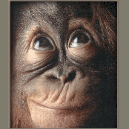Digibyte Monkey Funny Faces GIF