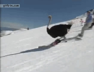 Moving animated picture of ostrich on ski slopes showing amateur skiers how it's done
