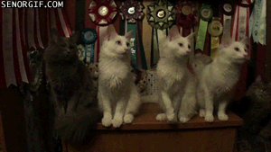 Moving animated picture of ping pong kitties