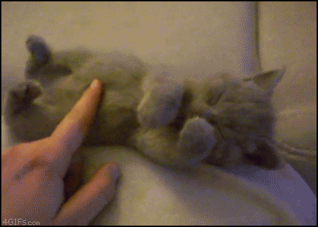 Moving-animated-picture-of-tired-kitty-cat.gif