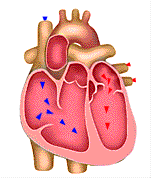 Moving illustrated gif animation picture of a heart beating