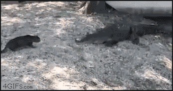Cat chases away alligators animated gif