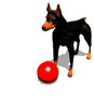 Moving picture Doberman with red ball animated gif