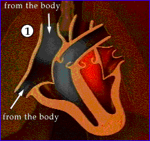 Moving picture beating heart flow illustration animated gif