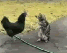 Cool video capture of chicken in a cat fight 