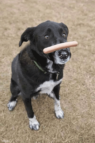Moving picture dog flips hot dog on nose animated gif