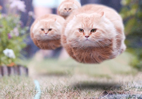 Moving picture of the new Mag-Lev train inventor's floating kitty cats in training