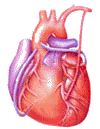 Moving gif image of a typical human heart beating