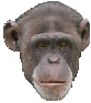Moving animated monkey looking with raised eye