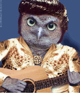 I just want to be your teddy bear Owlvis the Elvis impersonating owl animation