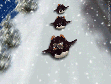 Some penguins out having fun in the fresh fallen snow sliding down a steep hill on their bellies like kids on toboggans