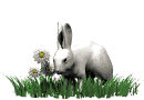 Animated bunny rabbit eating in the grass looks over at you 
