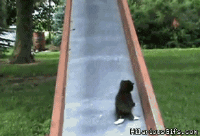 Moving animated gif of mother cat getting kittens up slide over and over and over again. (A mother's work is never done)