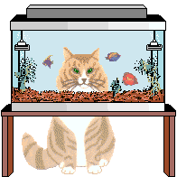 Animated cat watching fish in aquarium