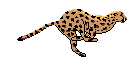 animated-leopard-running.gif