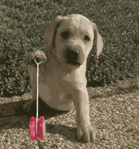 Pics Photos - Little Puppy Dog Animated Gif Loops And Funny Moving Clip