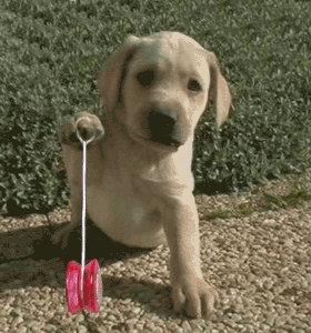 animated-puppie-dog-playing-with-yoyo.gif