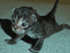 animated-push-up-kitty-cat-animation.gif