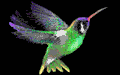 Animated humming bird flapping wings and hovering in the air