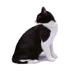 Animated Black and white cat looks around