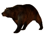 animated walking bear