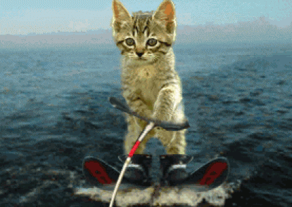 Water skiing kitty cat skiing in the waters of a large lake 