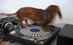 Animated gif of dachshund spinning around on record player turntable