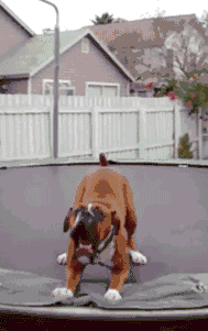This puppy likes jumping on the trampoline to pass away time and have some fun