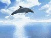animated dolphin jumping