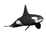 Moving animated realistic picture of Orca - killer whale swimming