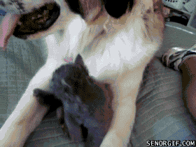 Cute little animated kitten playing with a big dog's tongue