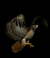 Animation of Red Tail Hawk looking at some prey getting ready to dive in with it's talons
