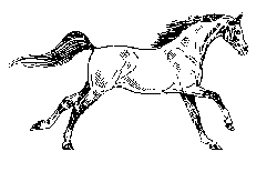 Animated Horse Running