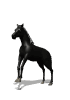 Animation of black horse rearing up on it's hind legs