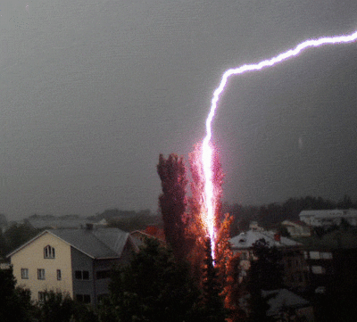 Lightning strikes a tree during a rain storm